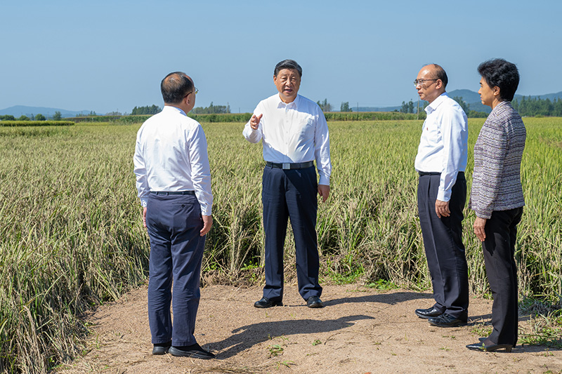 9月6日至8日，中共中央總書記、國(guó)家主席、中央軍委主席習(xí)近平在黑龍江考察。這是7日上午，習(xí)近平在遭受洪澇災(zāi)害的哈爾濱尚志市老街基鄉(xiāng)龍王廟村，察看水稻受災(zāi)情況。